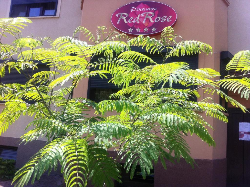 Guest house Pensiunea Red Rose Timisoara